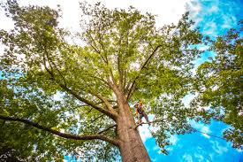 Reliable La Center, WA  Tree Services Solutions